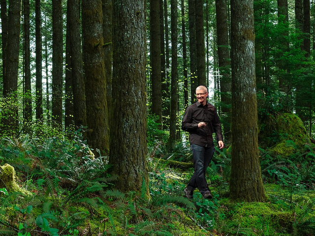 tim cook forest