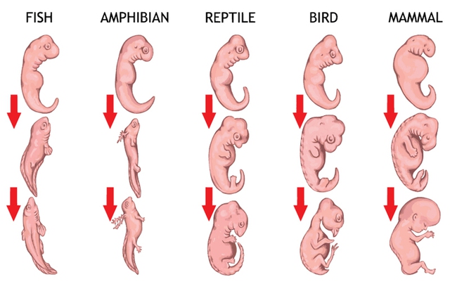 
Các loài khác nhau nhưng phôi thai vẫn giống nhau trong những tuần đầu tiên
