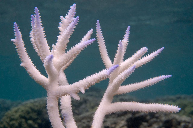  Ảnh chụp cận cảnh san hô staghorn bị tẩy trắng ở quần đảo Samoa thuộc Mĩ vào tháng 2/2015. 