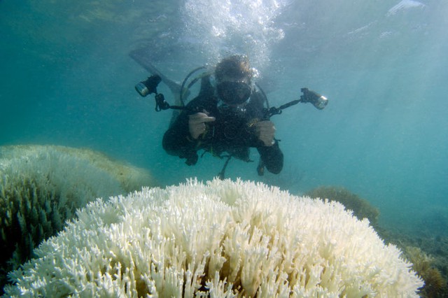  Một nhà khoa học đang ghi lại hình ảnh một rạn san hô lửa bị tẩy trắng ở vùng biển Bermuda. 