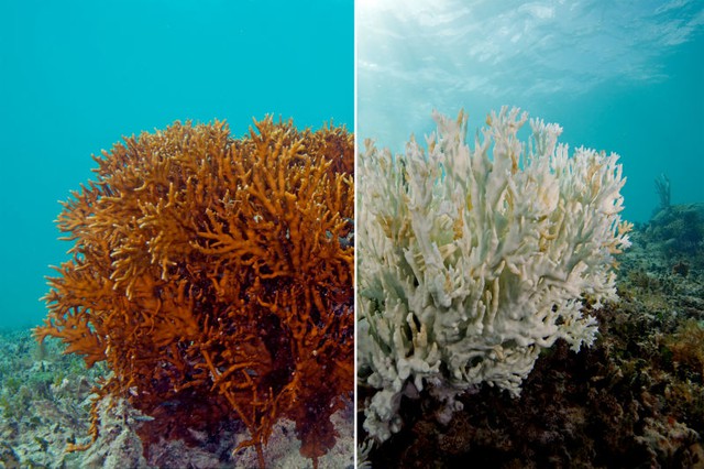  Hình ảnh so sánh 2 cá thể san hô trước và sau khi chết đi. 