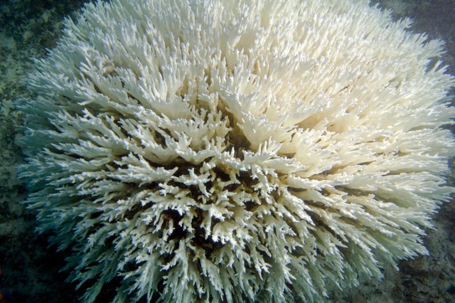  Một rạn san hô lửa bị tẩy trắng ở vùng biển Bermuda 