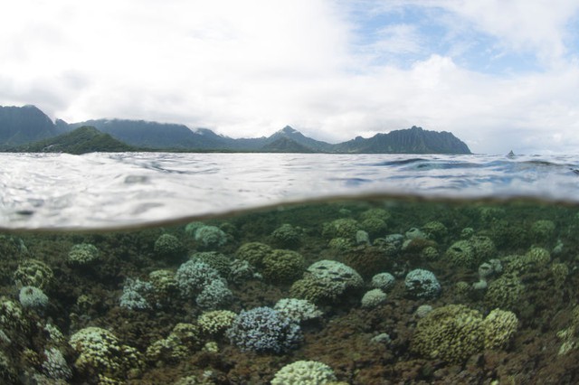  Tấm ảnh thể hiện sự tẩy trắng san hô ở vịnh Kaneohe nổi tiếng của Hawaii. 