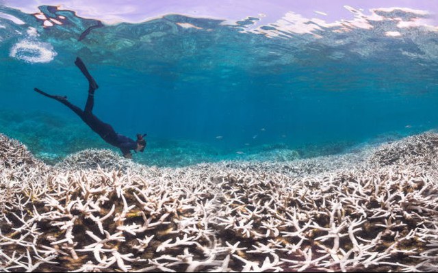  Alice Lawrence, một nhà sinh học biển, đang xem xét mức độ bị tẩy trắng của chuỗi san hô tại quần đảo Samoa. 