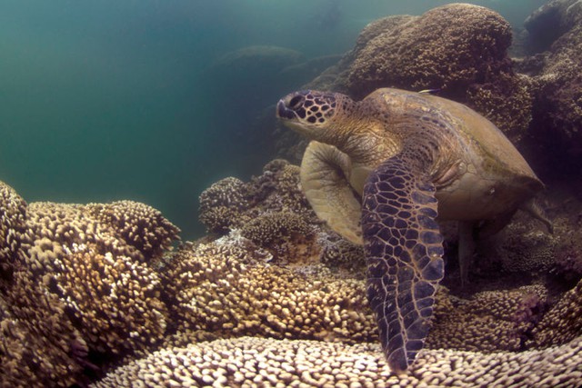  Tấm ảnh chú rùa xanh trên một rạn san hô bị tẩy trắng được chụp tại Hawaii vào cuối năm 2014. 
