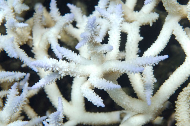  Ảnh chụp cận cảnh san hô staghorn bị tẩy trắng ở quần đảo Samoa trong đợt tẩy trắng vào tháng 2/2015. 