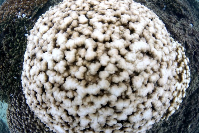  Một rạn san hô bị tẩy trắng hoàn toàn được chụp bởi XL Catlin Seaview Survey tại trong đợt tẩy trắng quy mô lớn đầu tiên tại các hòn đảo chính ở Hawaii vào cuối năm 2014. 