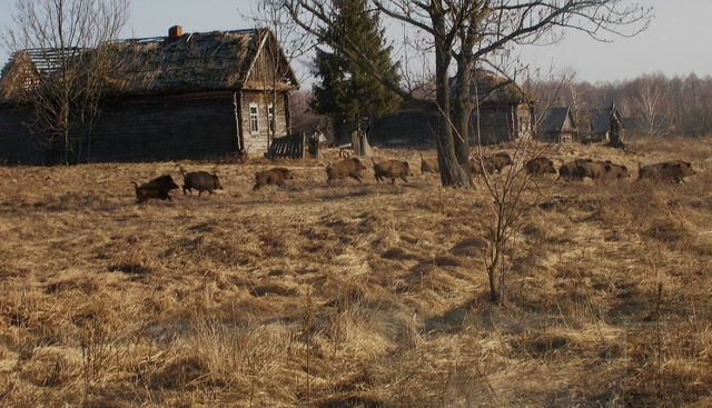 Một bầy lợn rừng gần những ngôi nhà hoang