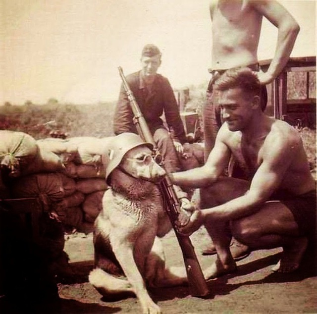 Một chú chó đứng gác cùng với lính Đức (năm 1940).