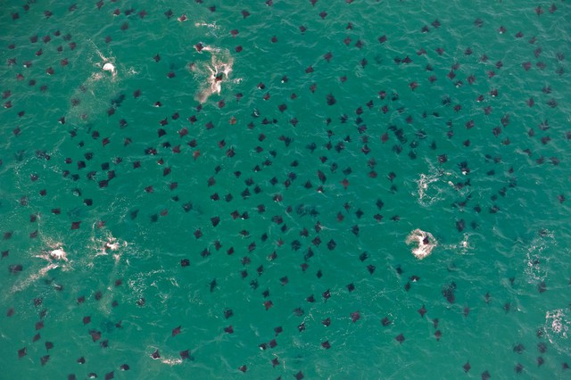 Các nhà khoa học cho rằng hiện tượng nước biển nóng lên có thể là nguyên nhân khiến cá đuối quỷ tập trung di cư theo đàn lớn như thế này.