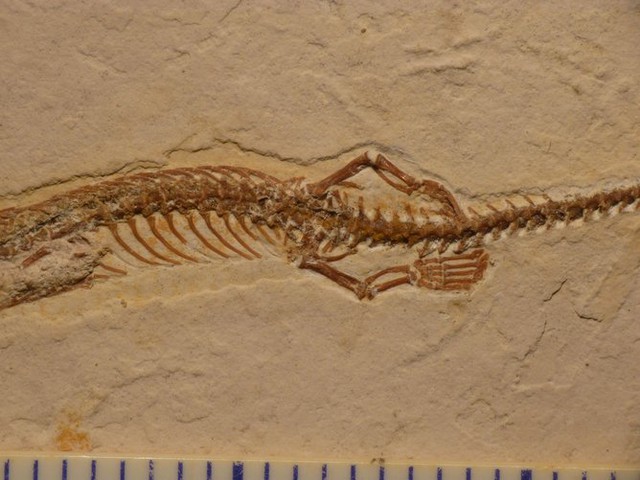 Mẫu hóa thạch cho thấy loài rắn cũng đã từng có chi sau