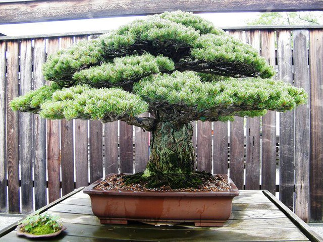 Cây thông trắng Nhật Bản hàng trăm tuổi này được tặng cho Vườn ươm quốc gia Mỹ vào năm 1976.