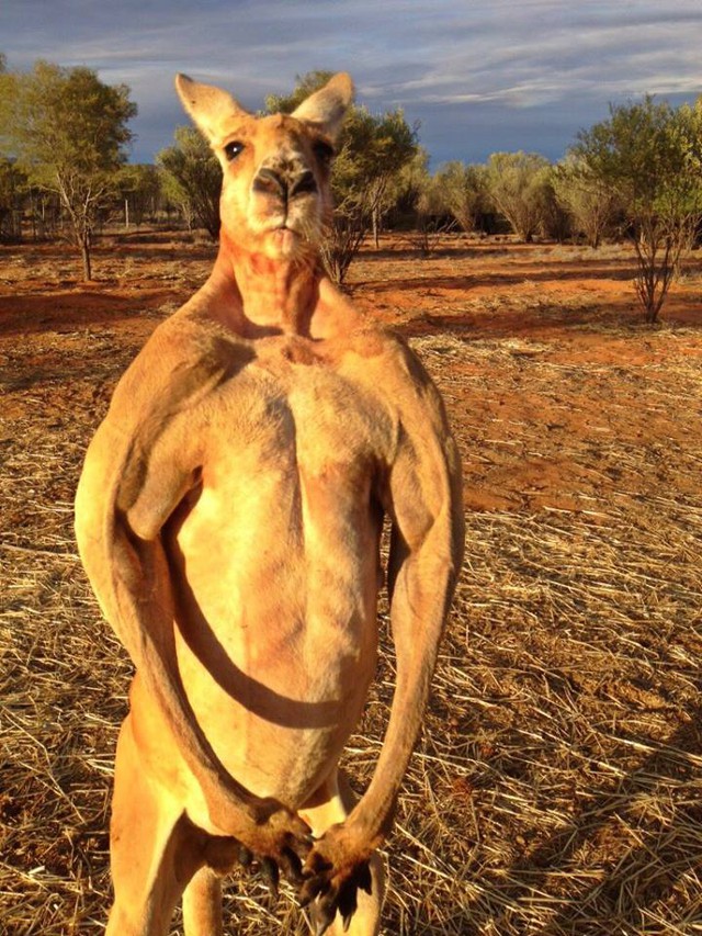 Con kangaroo đực này cao tới 2 mét.