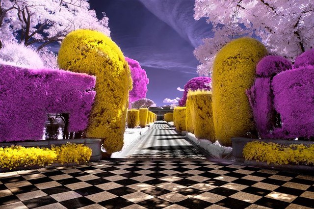 Hình ảnh hồng ngoại của một khu vườn khiến nó trông như những khu vườn trong truyện cô tích.