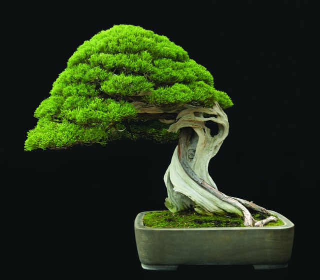 Bonsai không chỉ đơn thuần là cây cảnh, đó chính là hội tụ của nghệ thuật và tình yêu.