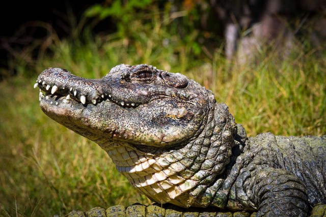 Về mặt sinh học, cá sấu được xem là loài bất tử.