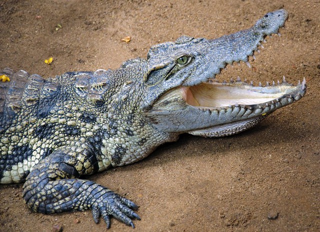 Cá sấu giết chết khoảng 1000 người mỗi năm