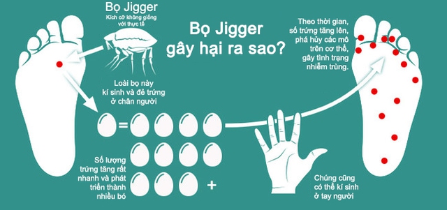  Tổng quan về loài bọ Jigger 