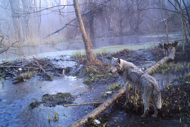 Thiên nhiên hoang dã hồi sinh mạnh mẽ xung quanh Chernobyl