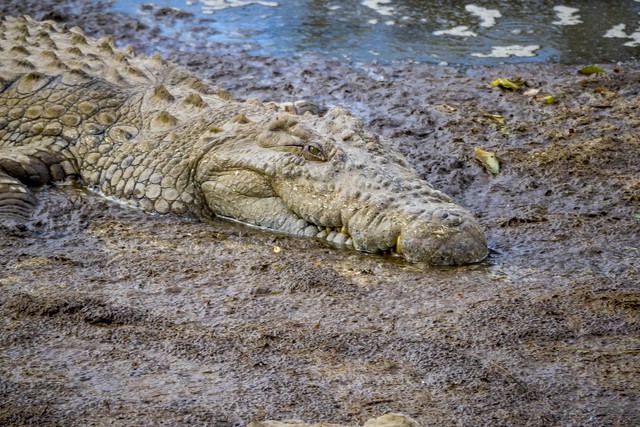 Cá sấu rất coi trọng vấn đề lãnh thổ