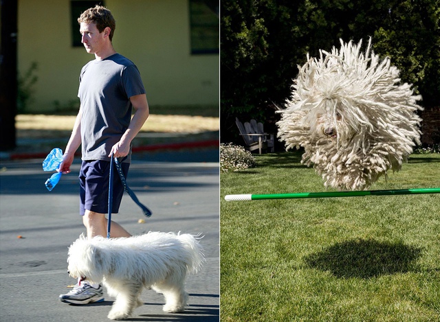 Mark Zuckerberg thường xuyên chạy bộ cùng chú chó cưng Beast có vẻ ngoài vô cùng ngộ nghĩnh.