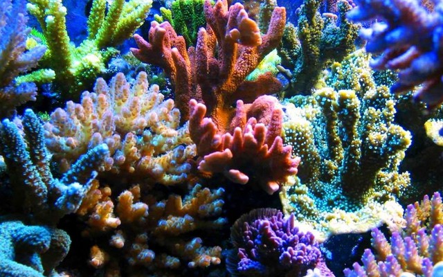 
Những rạn san hô tuyệt đẹp như thế này có nguy cơ biến mất vào năm 2050.
