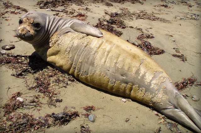  Hải cẩu ở California đang thay lông hàng loạt do tác động của ô nhiễm thủy ngân. 