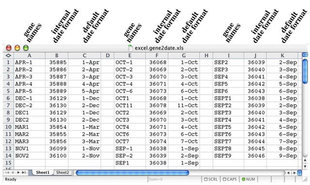  Phần mềm bảng tính Microsoft Excel, khi được sử dụng với chế độ mặc định sẽ chuyển đổi tên gen thành ngày và các số chấm nổi. 