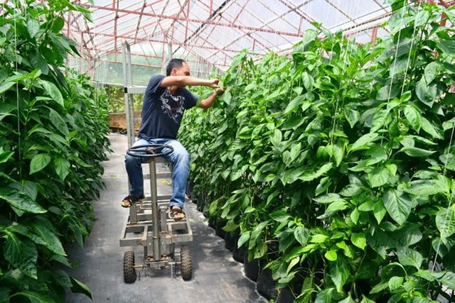  Anh Nguyễn Đức Duy bên vườn ớt ngọt trồng thử nghiệm. Ảnh: Thạch Thảo 