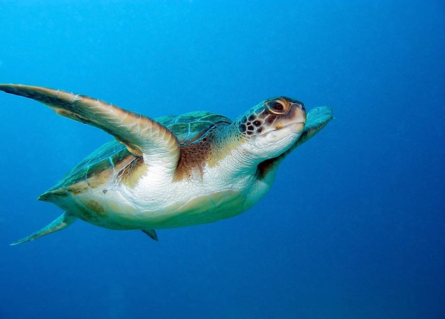  Tổ tiên loài rùa là loài đầu tiên phát triển gen đỏ. 