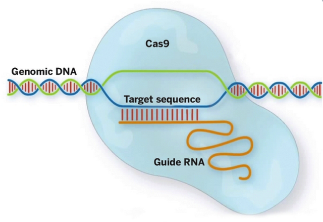  Genomic DNA: Chuỗi gen di truyền cần chỉnh sửa Target sequence: Đoạn gen cần loại bỏ Guide RNA: Chuỗi RNA dẫn đường 