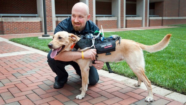 Chó được huấn luyện chuyên nghiệp để hỗ trợ cảnh sát
