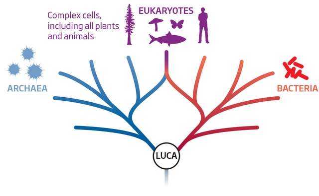 LUCA là nguồn căn của mọi sự sống trên Trái Đất.