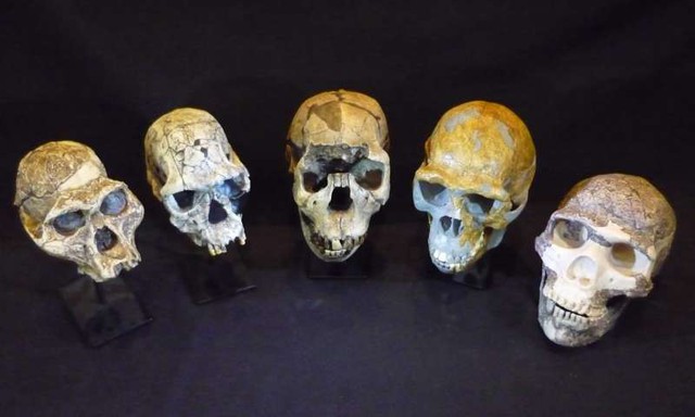  Từ trái qua phải: Hộp sọ hoá thạch người Australopithecus afarensis, Homo habilis, Homo ergaster, Homo erectus và Homo neanderthalensis. 