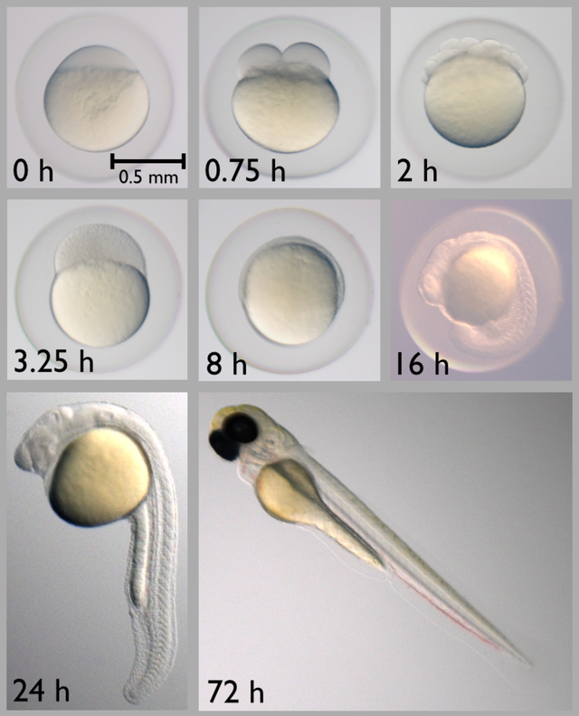  Hình dạng loài cá Zebrafish sau khi phát triển được vài giờ. 