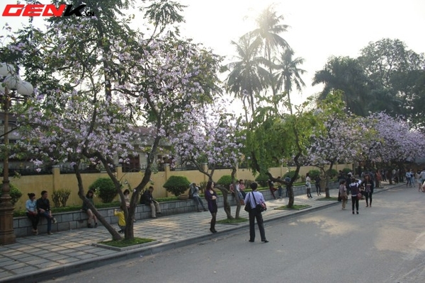 Những địa điểm chụp hoa tuyệt đẹp ở Hà Nội trong tháng Ba 2