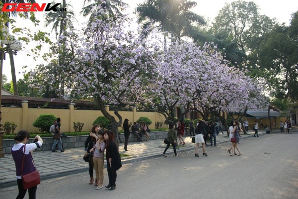 Những địa điểm chụp hoa tuyệt đẹp ở Hà Nội trong tháng Ba 5