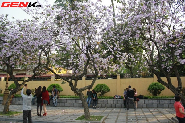 Những địa điểm chụp hoa tuyệt đẹp ở Hà Nội trong tháng Ba 6