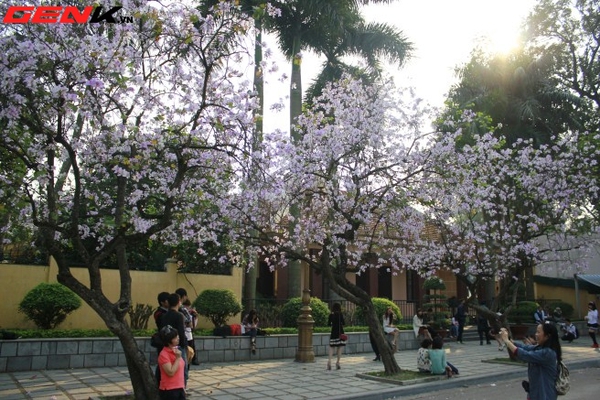 Những địa điểm chụp hoa tuyệt đẹp ở Hà Nội trong tháng Ba 7