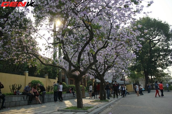 Những địa điểm chụp hoa tuyệt đẹp ở Hà Nội trong tháng Ba 9