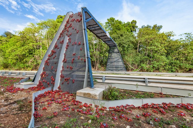 Thấy những con lười băng qua đường quá chậm, Costa Rica đã xây 130 cây cầu vượt cho chúng - Ảnh 5. Thấy những con lười băng qua đường quá chậm, Costa Rica đã xây 130 cây cầu vượt cho chúng - Ảnh 5.