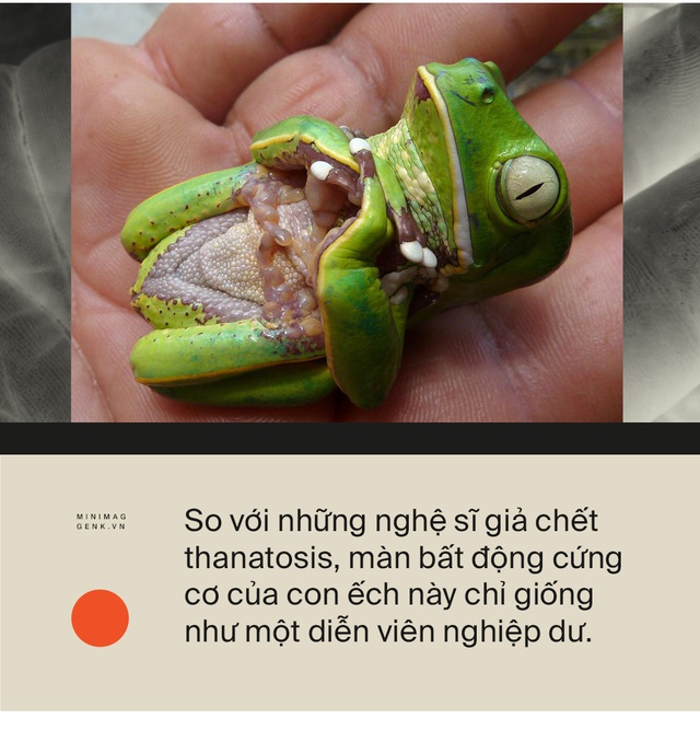 Động vật có nhận thức được cái chết của chúng hay không? - Ảnh 9. Động vật có nhận thức được cái chết của chúng hay không? - Ảnh 9.