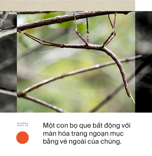 Động vật có nhận thức được cái chết của chúng hay không? - Ảnh 12. Động vật có nhận thức được cái chết của chúng hay không? - Ảnh 12.