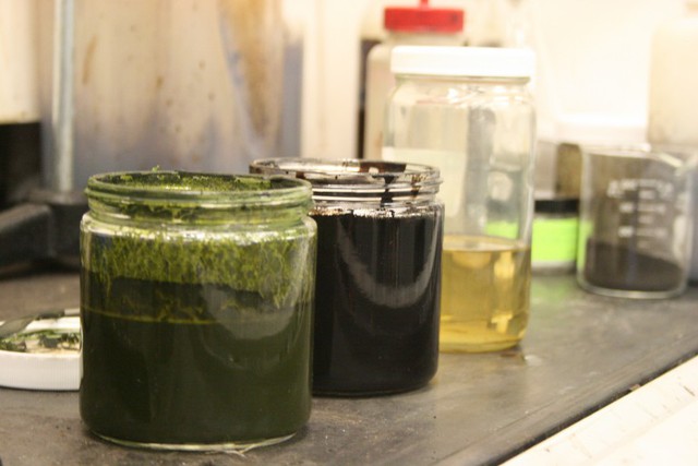 Các bước sản xuất dầu thô từ tảo->dầu thô-> nhiên liệu diesel