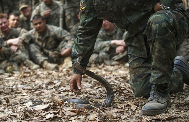 Huấn luyện viên Thái Lan hướng dẫn cách bắt một con rắn hổ mang.Bài viết:&nbsp;http://news.zing.vn/Binh-si-uong-mau-ran-ho-mang-nhai-bo-cap-de-sinh-ton-post391714.html#home_cate.tinphuNguồn Zing News