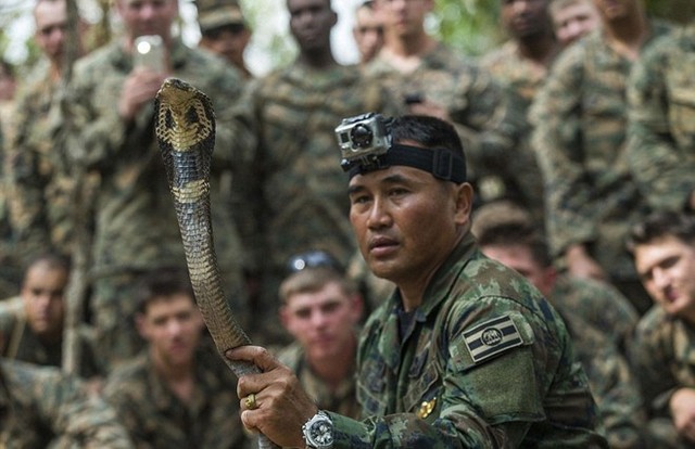 Ông cầm trên tay một con rắn hổ mang còn sống.