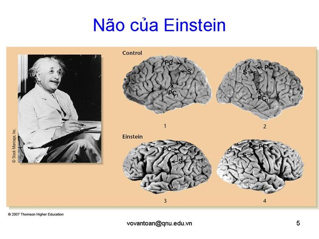 Bộ não của các thiên tài hoạt động như thế nào (Phần I)