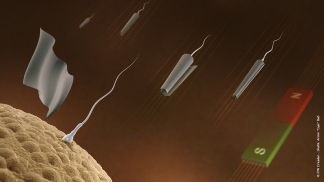 Spermbots created at IFW Dresden approach an egg, and the microtube falls away (Image: IFW...