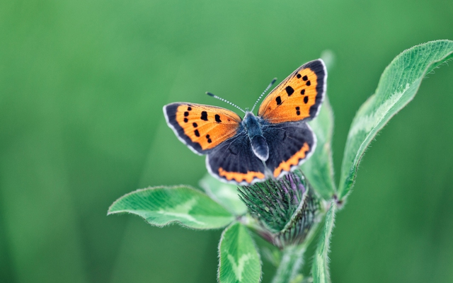 Những 'sự thật khó tin' về loài bướm xanh