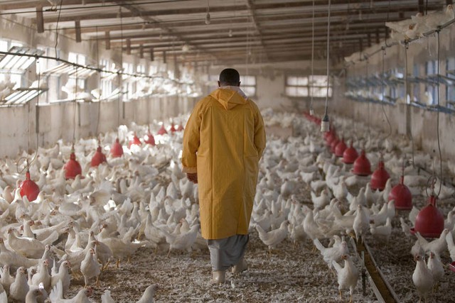  Việc lạm dụng kháng sinh trong chăn nuôi cũng phải gánh một phần trách nhiệm 